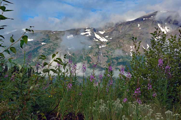 mtn scene with flowers
